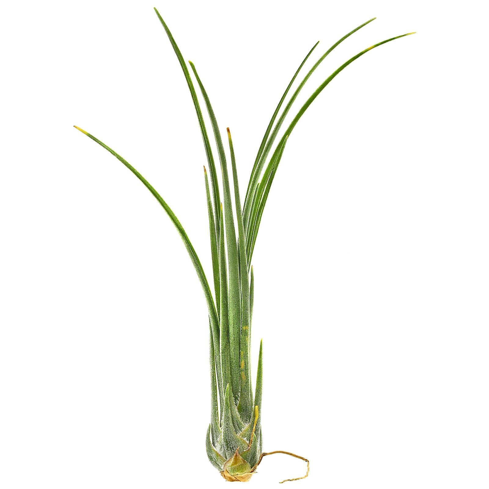 Tillandsia disticha