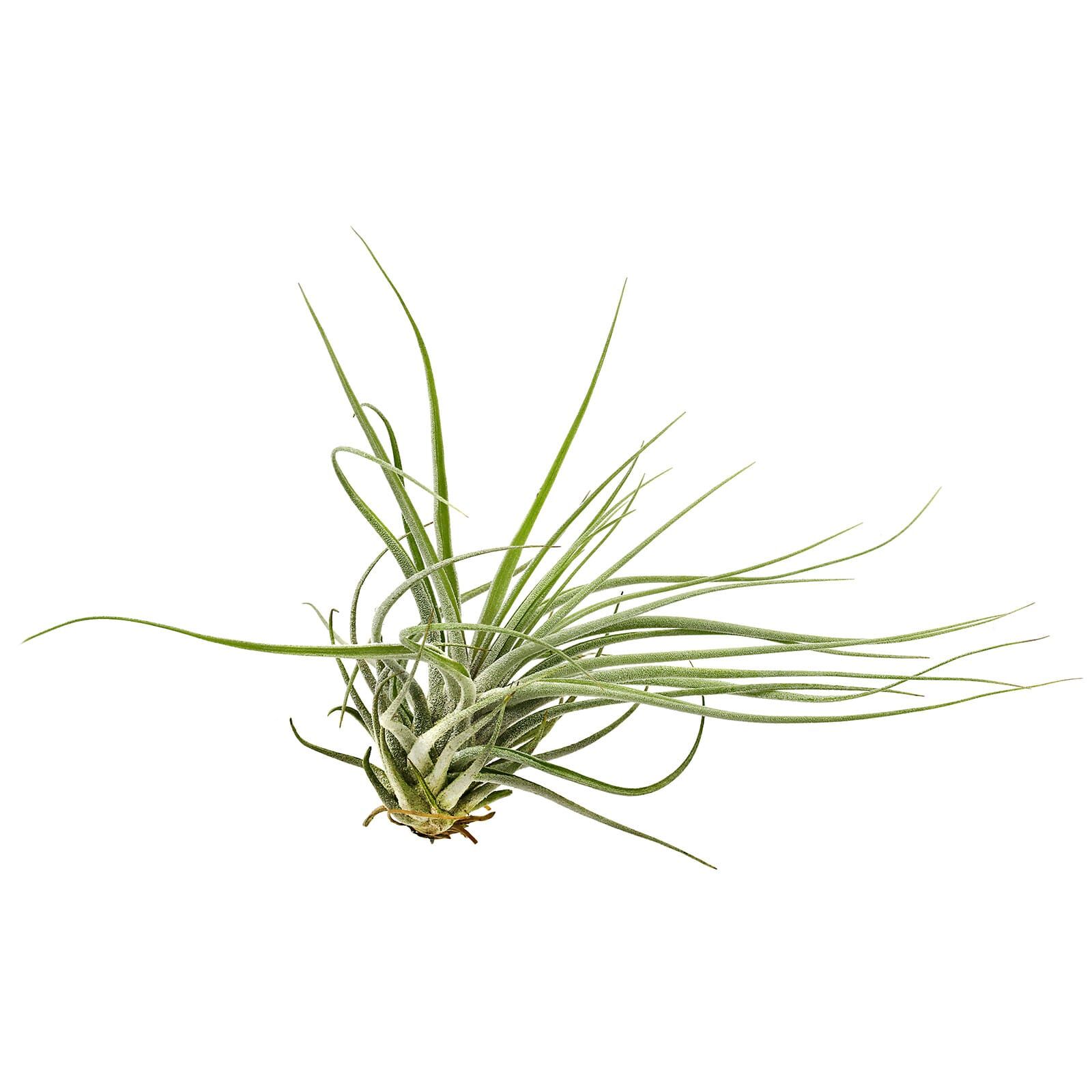 Tillandsia 'Double Ruth'