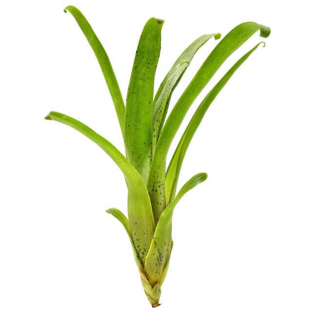 Racinaea dyeriana (Tillandsia dyeriana)
