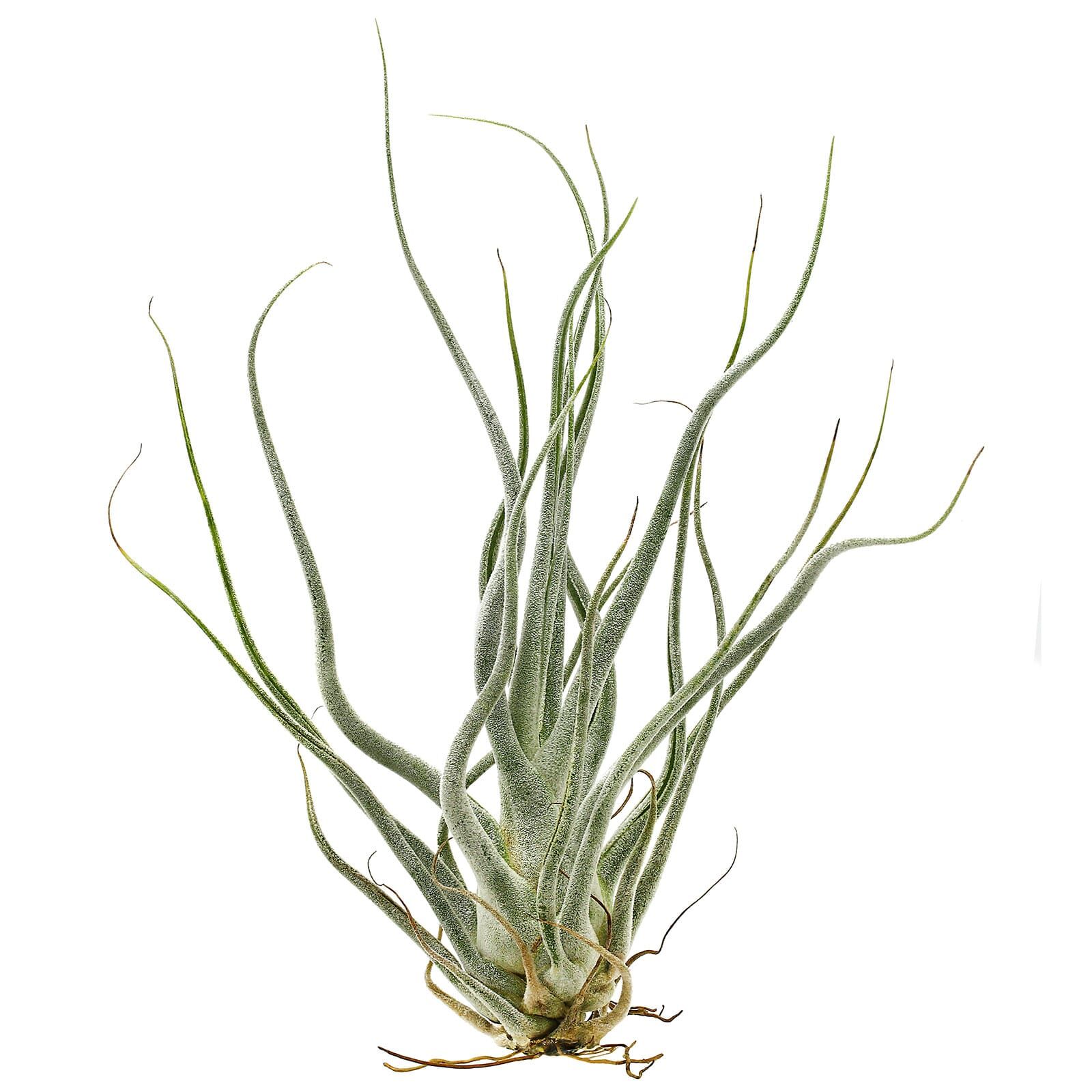 Tillandsia seleriana "Ehlersiana"