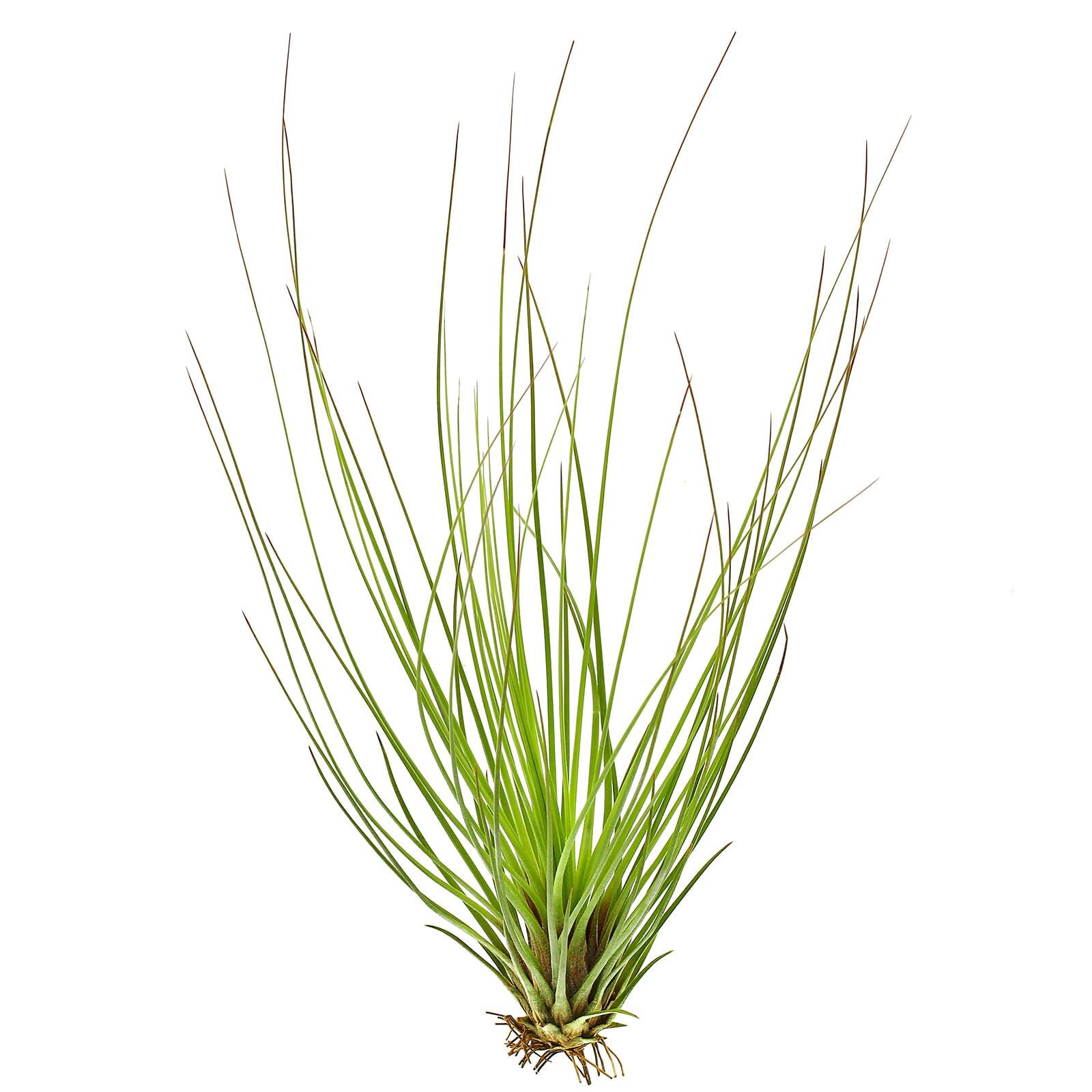 Tillandsia festucoides