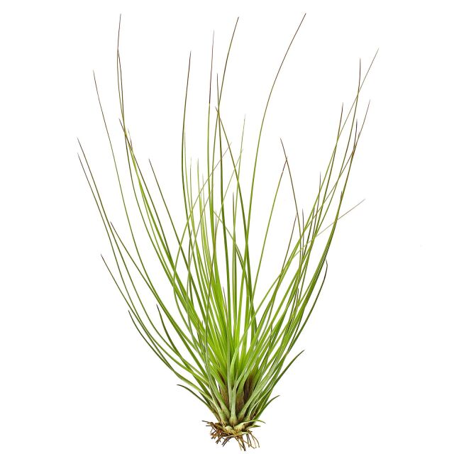 Tillandsia festucoides