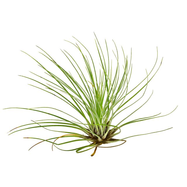 Tillandsia filifolia