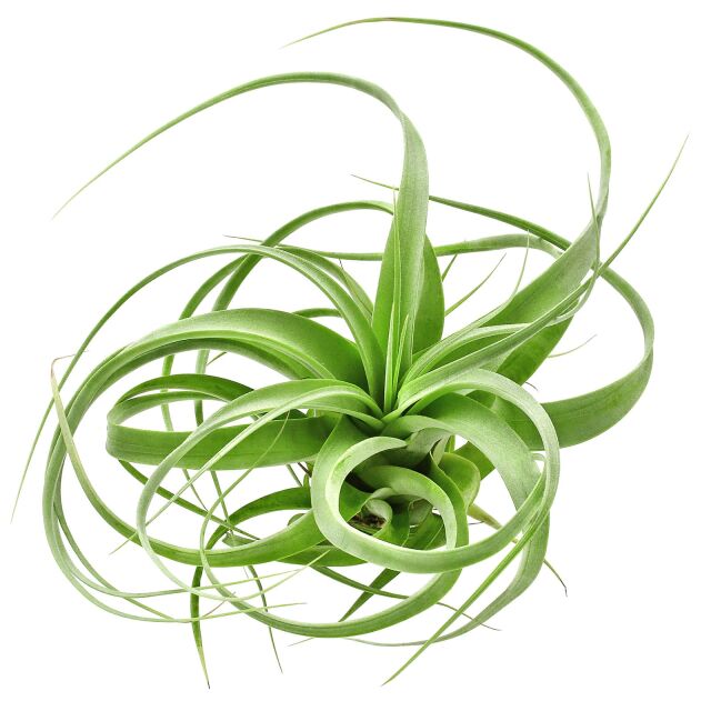 Tillandsia 'Firestorm'