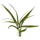 Tillandsia flabellata Dark Leaf Spirit - Einzelpflanze - M