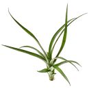 Tillandsia flabellata Dark Leaf Spirit - Einzelpflanze - L