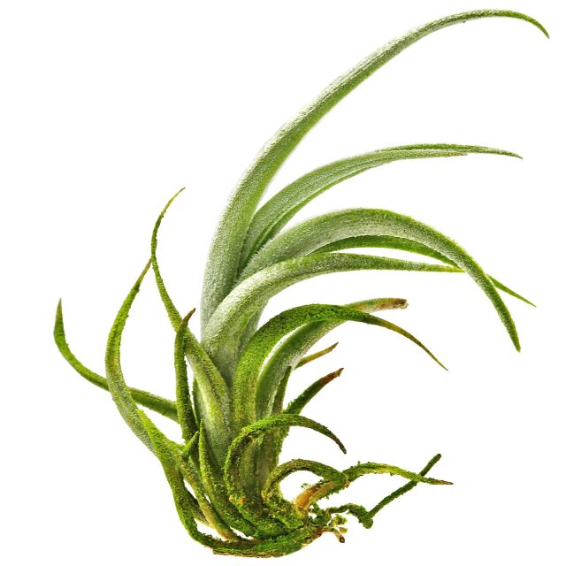 Tillandsia fresnilloensis