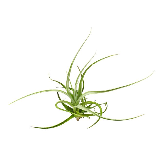 Tillandsia fresnilloensis