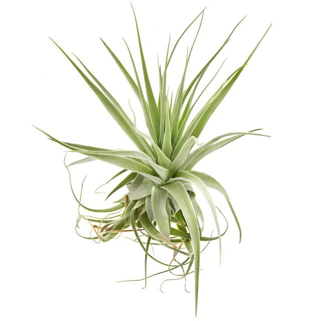 Tillandsia gardneri