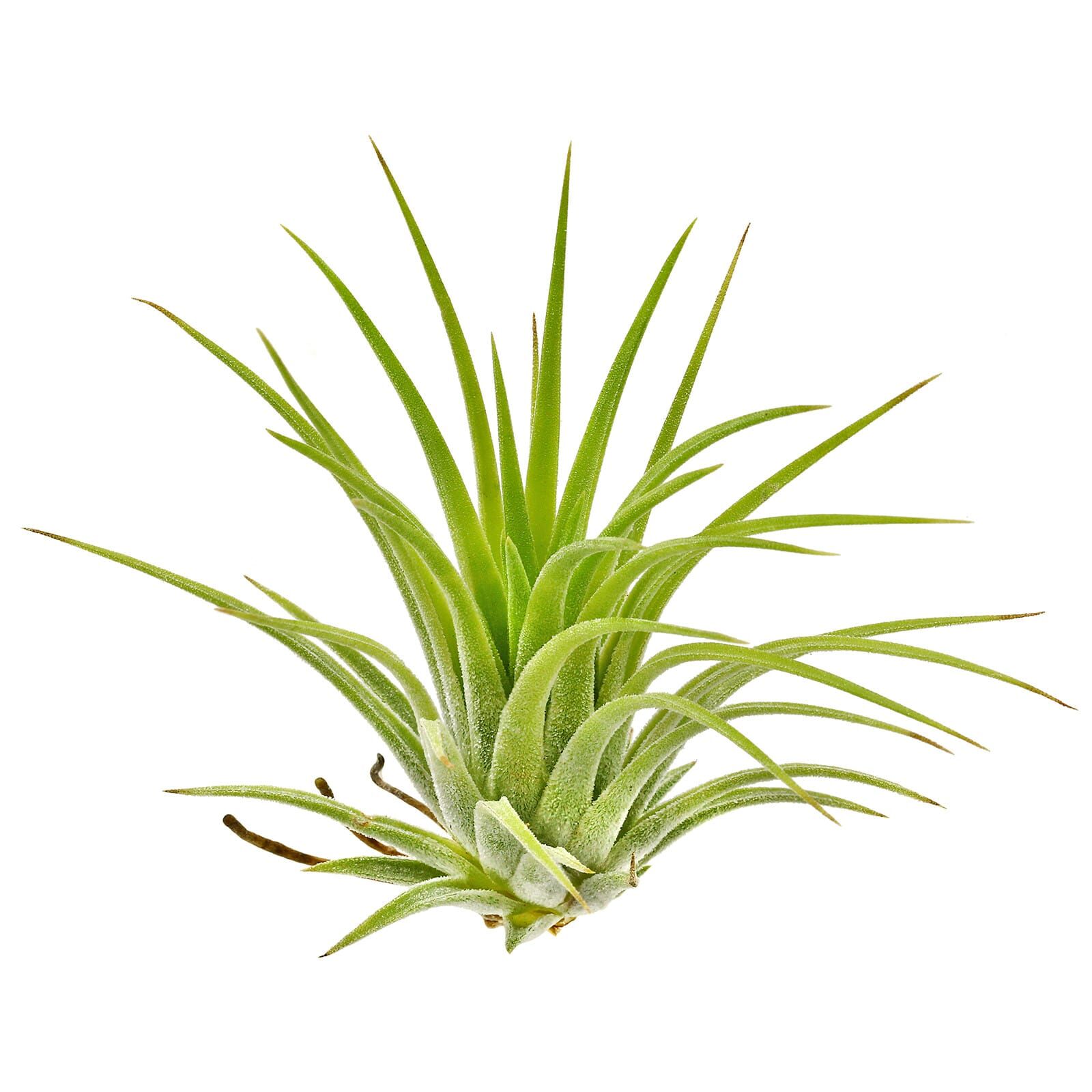 Tillandsia ionantha 'Druid'