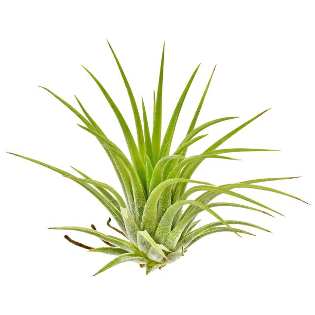 Tillandsia ionantha 'Druid'