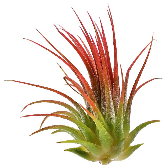 Tillandsia ionantha 'Rosea'