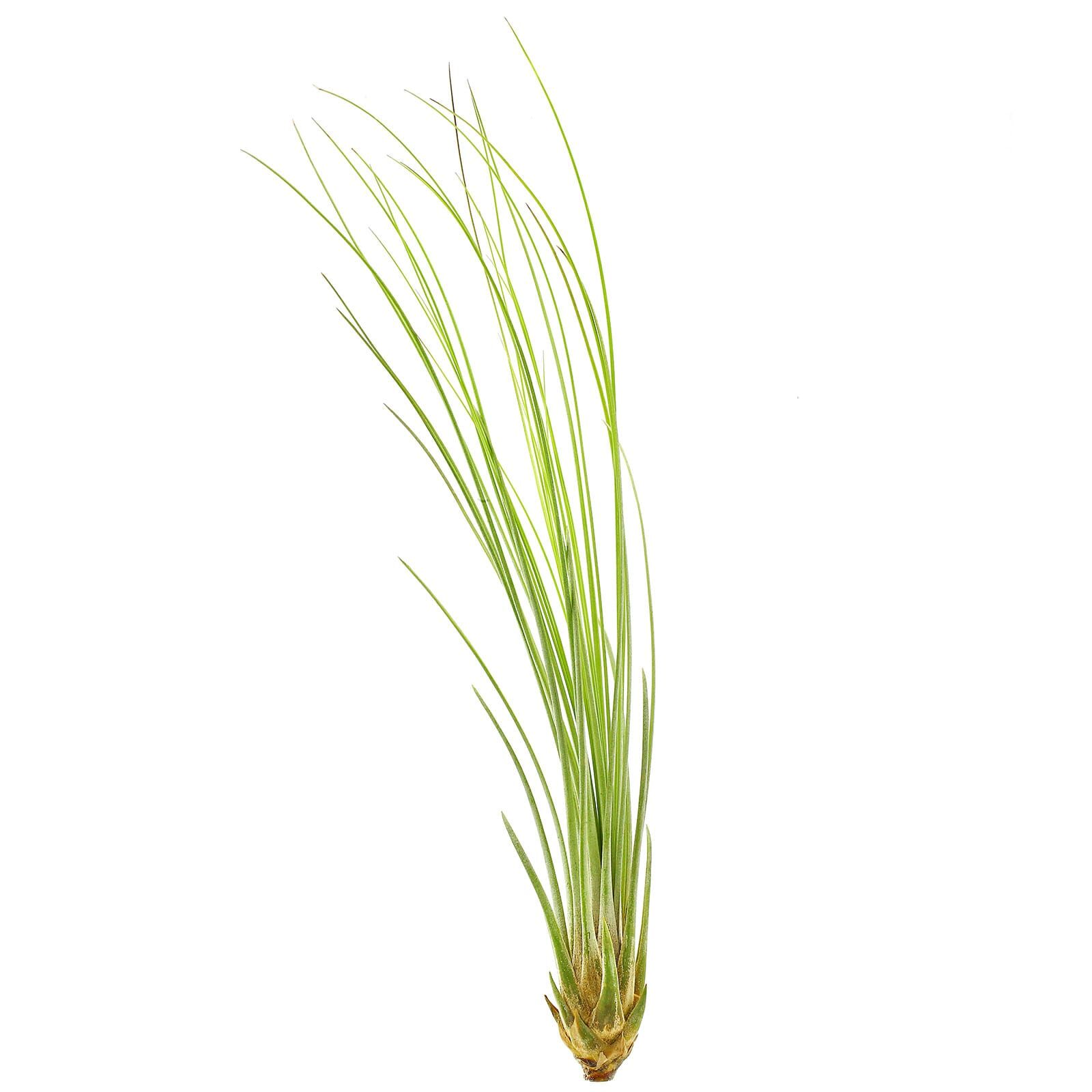Tillandsia juncea