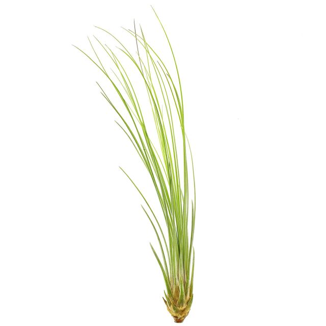 Tillandsia juncea