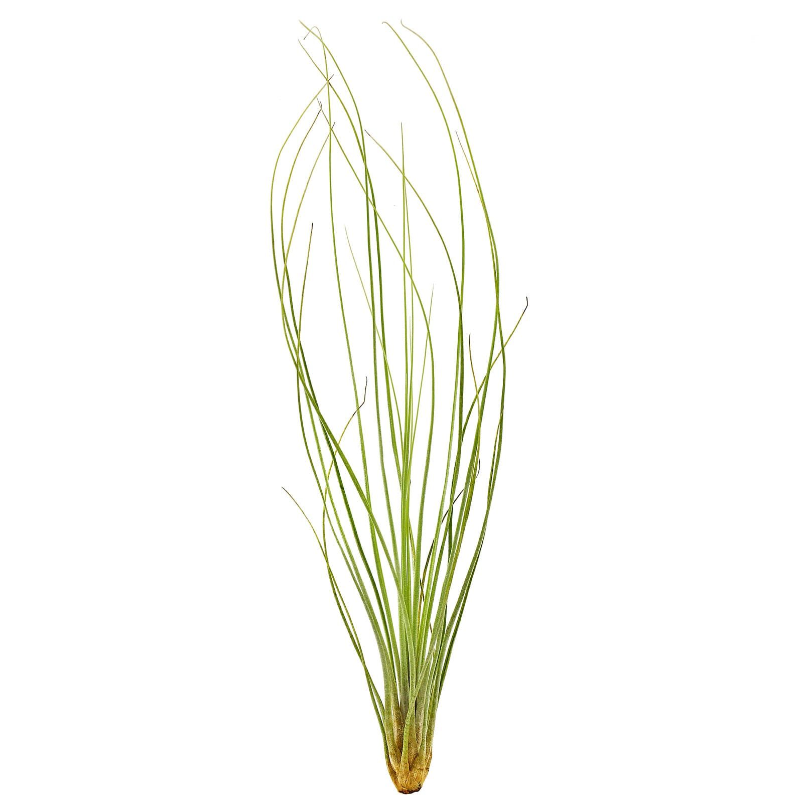 Tillandsia juncea "Juncifolia"