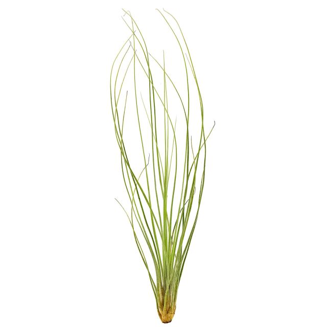 Tillandsia juncea "Juncifolia"