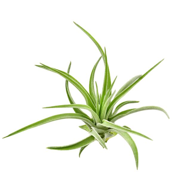 Tillandsia kammii