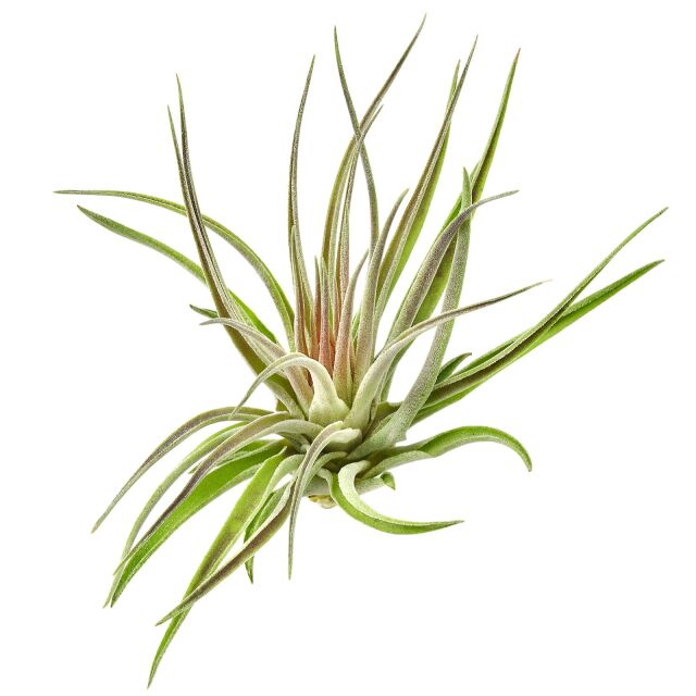 Tillandsia kammii