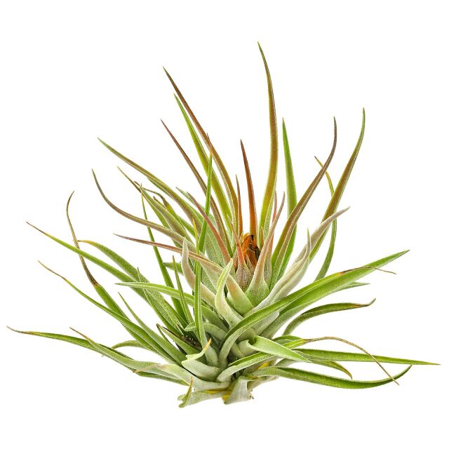 Tillandsia kammii