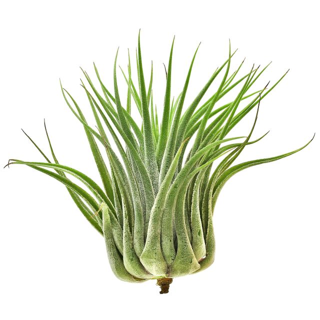 Tillandsia kolbii