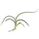 Tillandsia myosura - Einzelpflanze - M