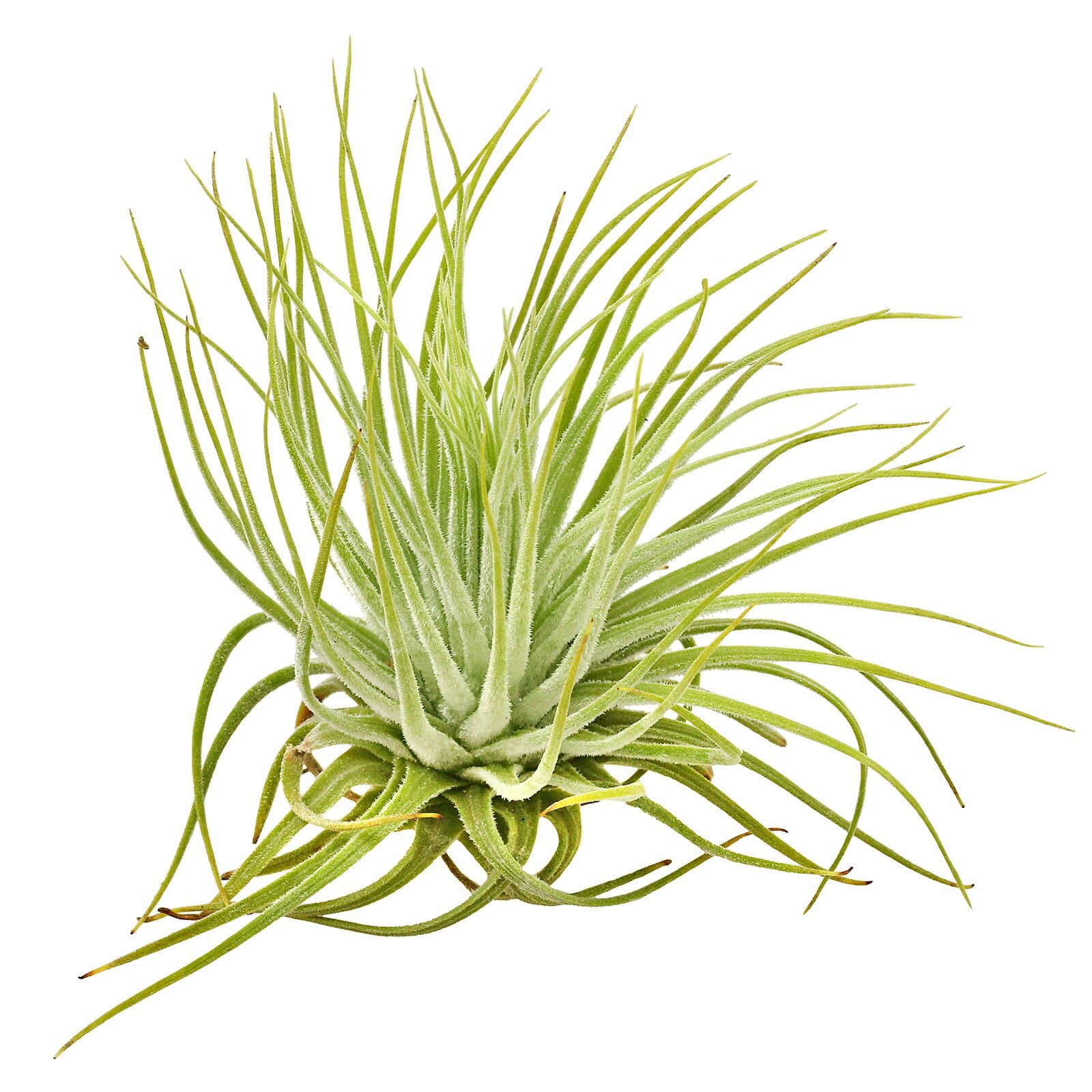 Tillandsia magnusiana Aquasabi Aquarium Shop