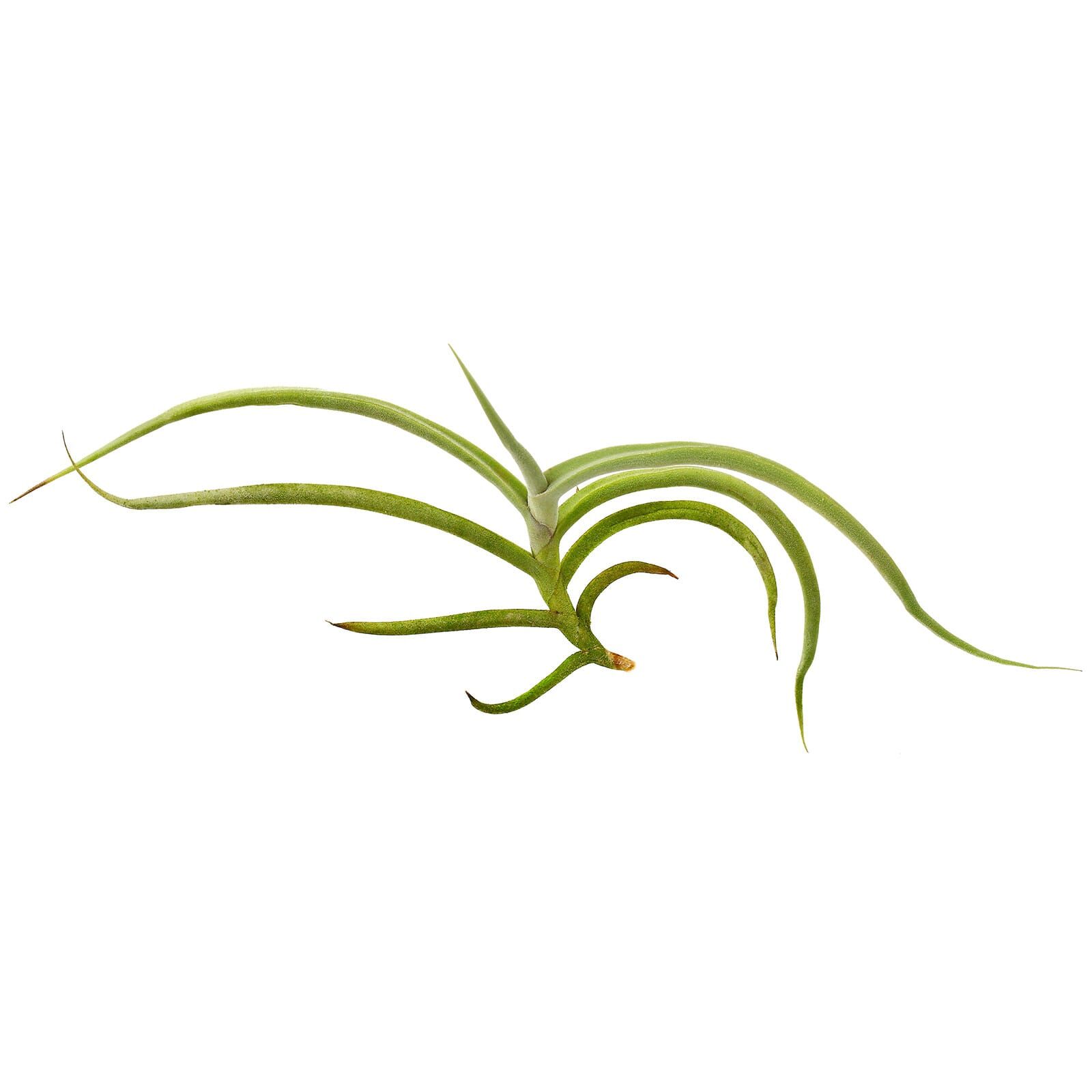 Tillandsia myosura