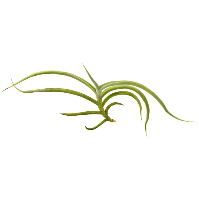 Tillandsia myosura