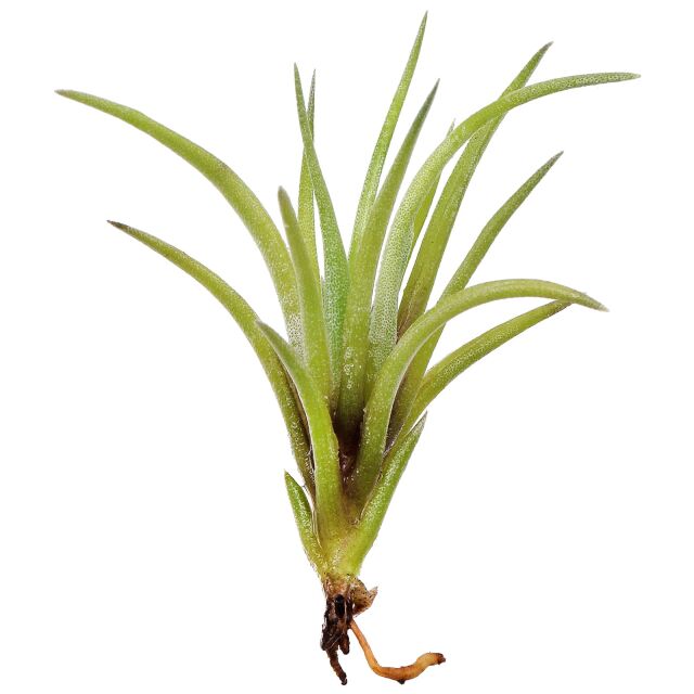 Tillandsia neglecta
