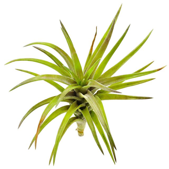 Tillandsia neglecta "Rubra"