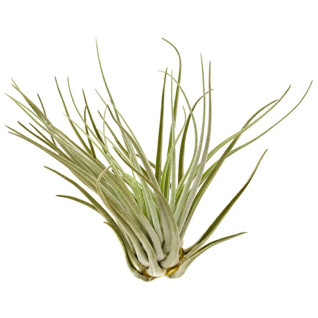 Tillandsia oaxacana