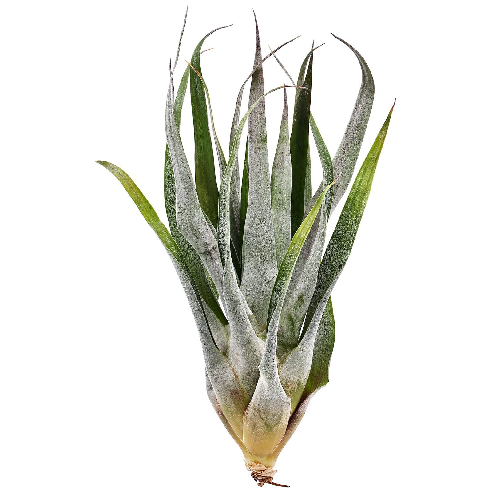 Tillandsia oerstediana
