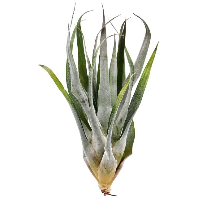 Tillandsia oerstediana