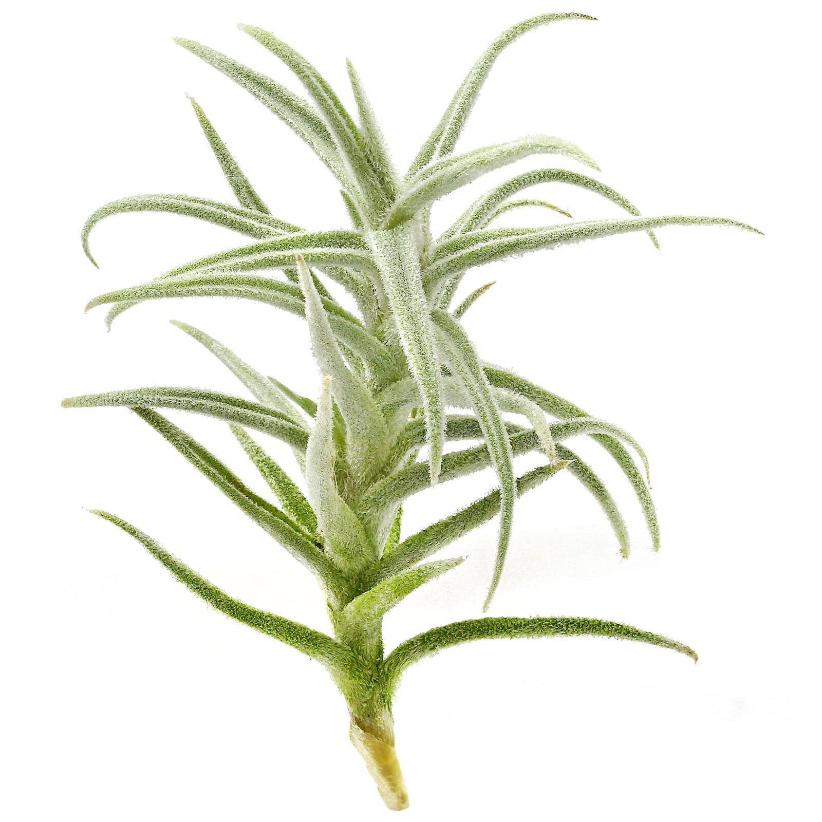 Tillandsia paleacea