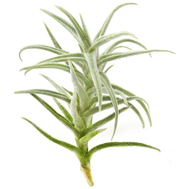 Tillandsia paleacea