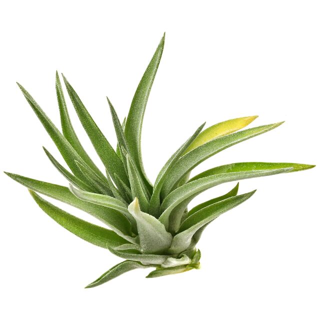 Tillandsia plagiotropica