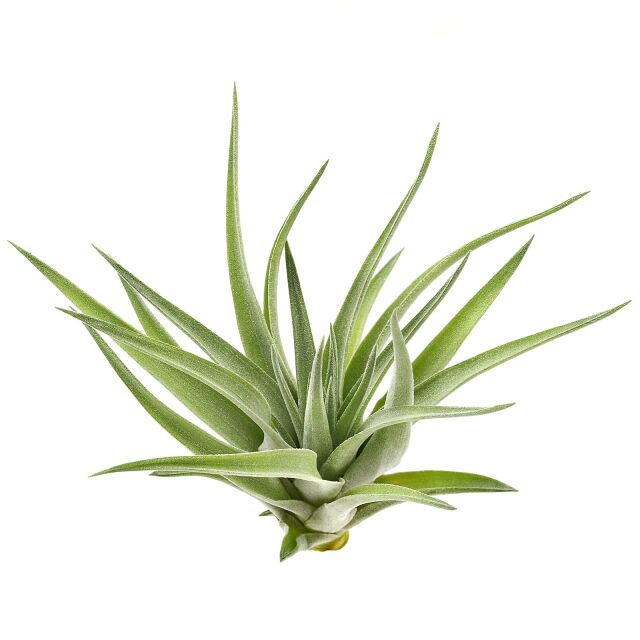Tillandsia plagiotropica