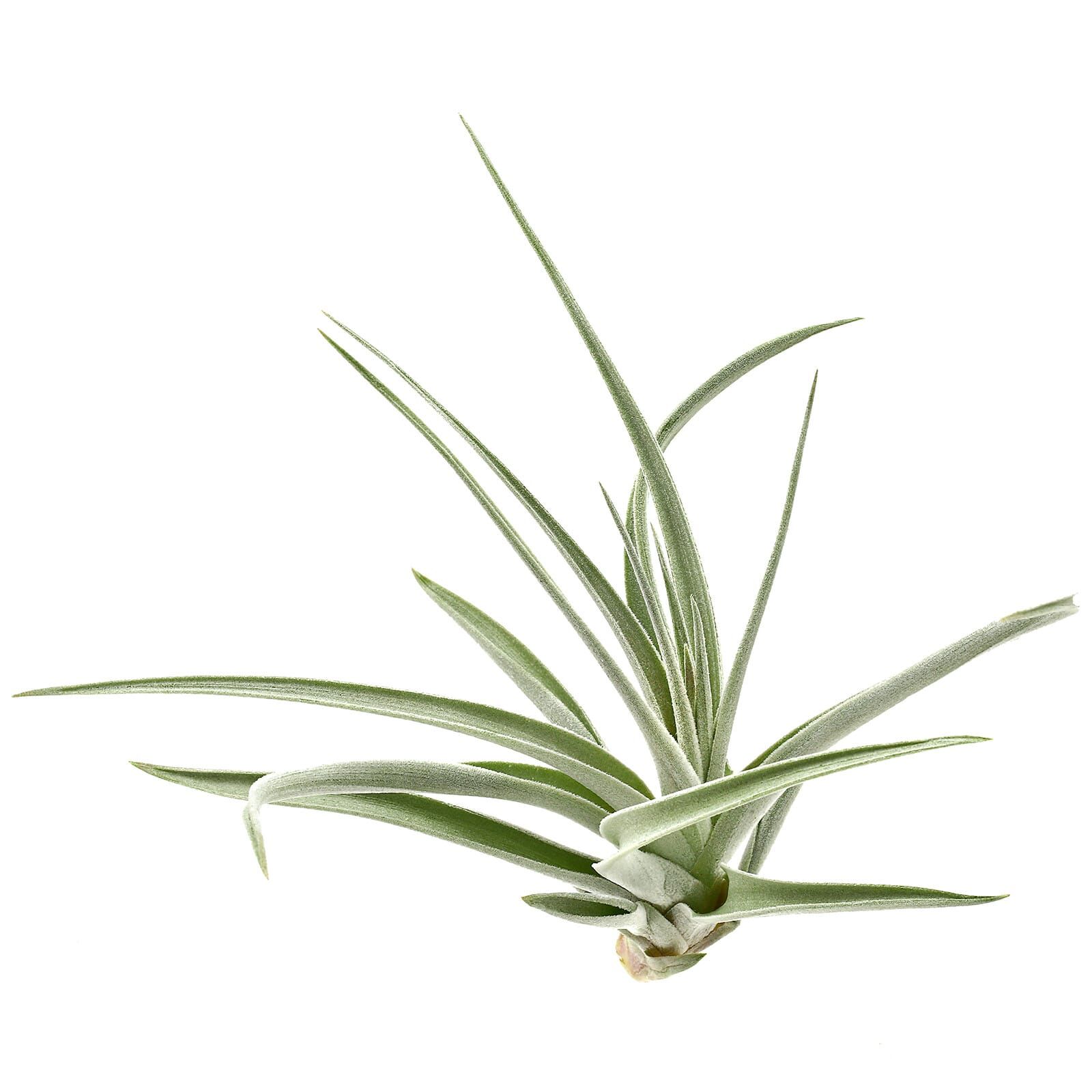 Tillandsia pohliana