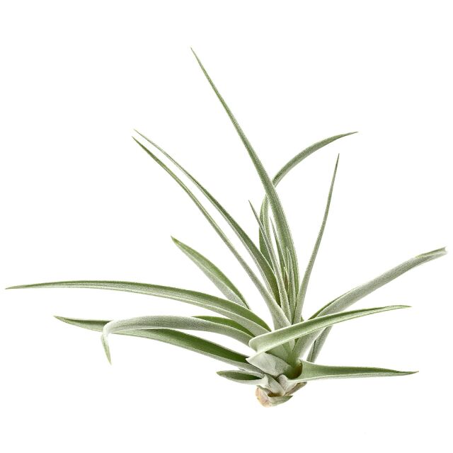Tillandsia pohliana