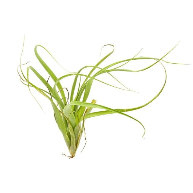 Tillandsia polystachia