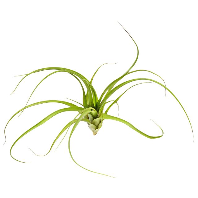 Tillandsia polystachia