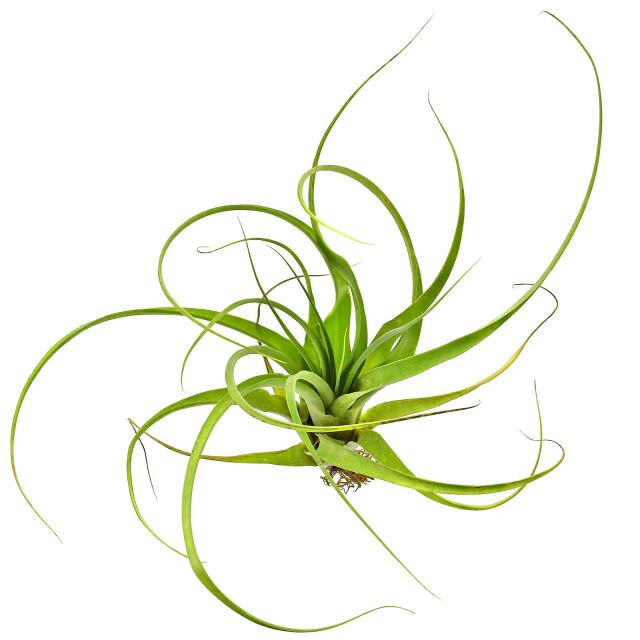 Tillandsia polystachia