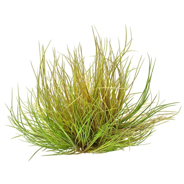 Tillandsia pseudosetacea