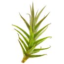 Tillandsia purpurea Shooting Star - Einzelpflanze - S