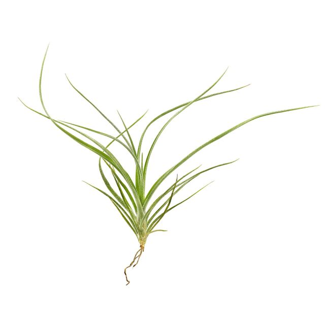 Tillandsia × rectifolia