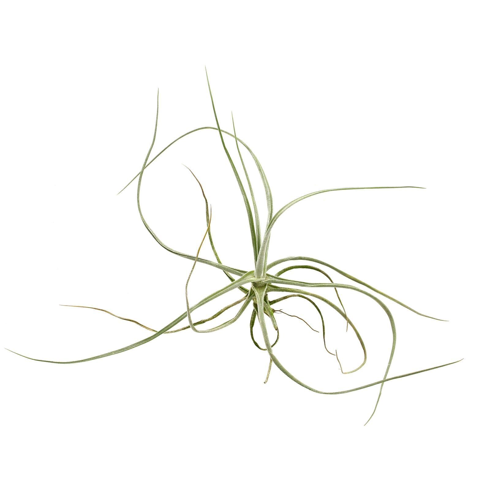 Tillandsia schiedeana "Major"
