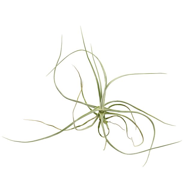 Tillandsia schiedeana "Major"