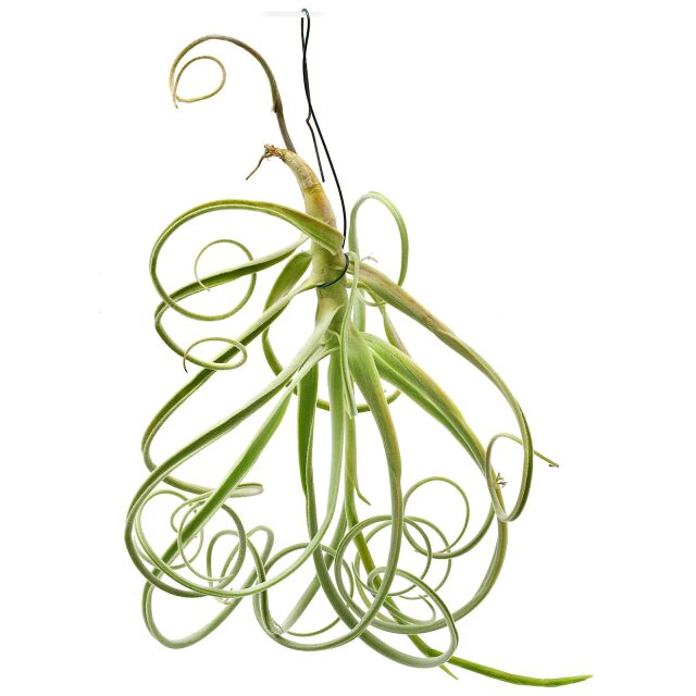 Tillandsia streptocarpa