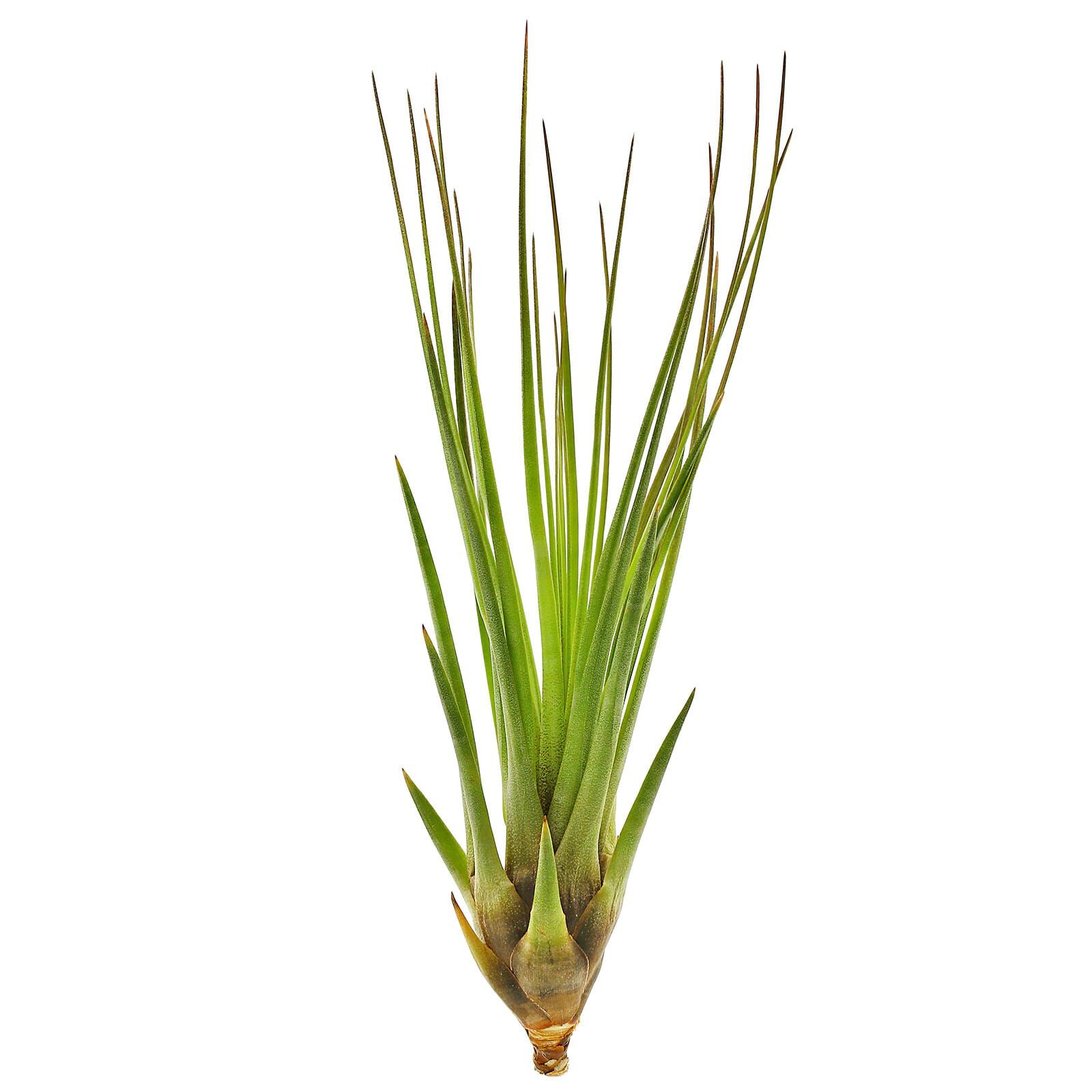 Tillandsia tricolor "Melanocrater"