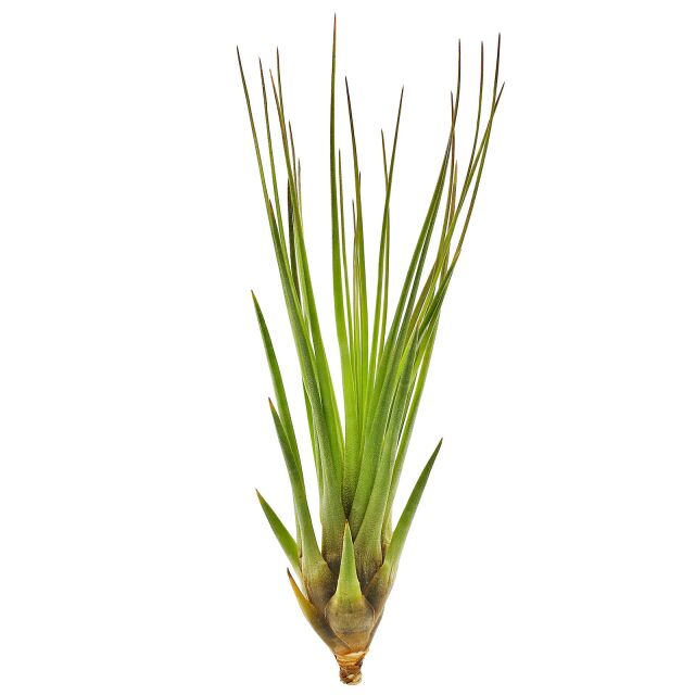 Tillandsia tricolor "Melanocrater"